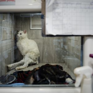 Photo N°19 - Souffrance animale