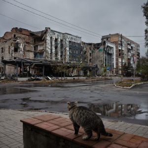 Photo N°13 - Le chat de l’hôtel Drujba
