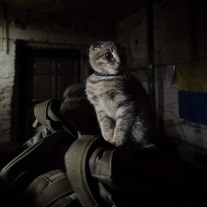 Photo N°3 - Chat de la Promkazone 2