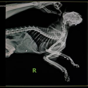 Photo N°18 - Moschun, chat torturé